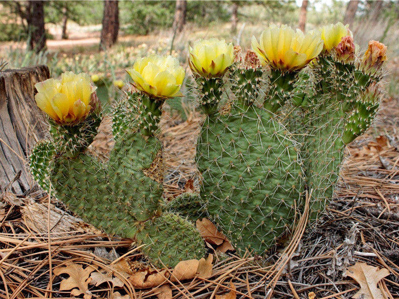 查理大帝“加冕”之谜-中世纪政坛悬案全破译