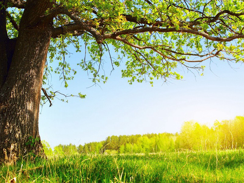 胡安娜婚姻之谜-中世纪政坛悬案全破译