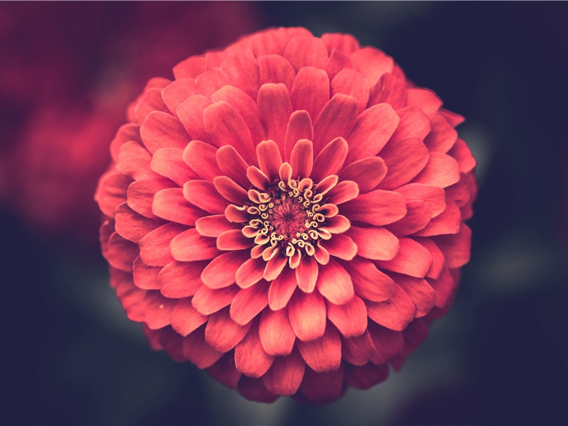 国王的新生-拉美西斯二世