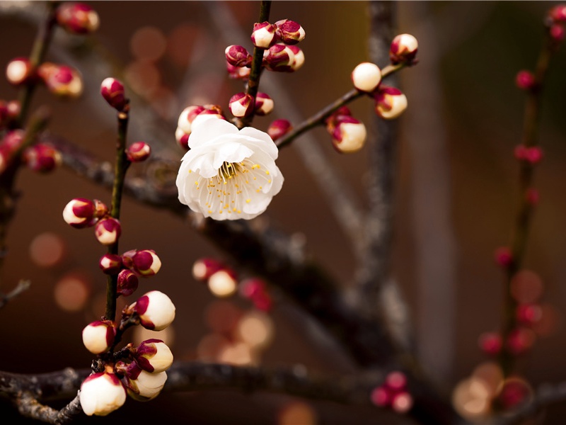苏格兰的年轻小姐-玛丽.斯图亚特事件