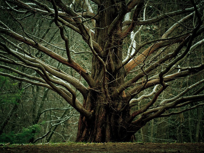 玛丽需要一个男人-玛丽.斯图亚特事件