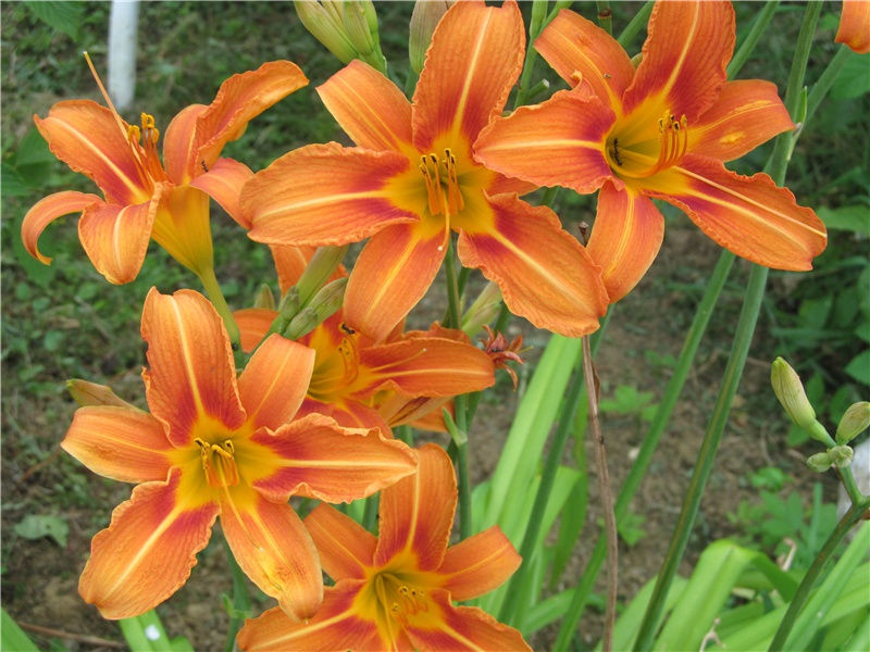 惊人的图特卡蒙陵-破解金字塔之谜