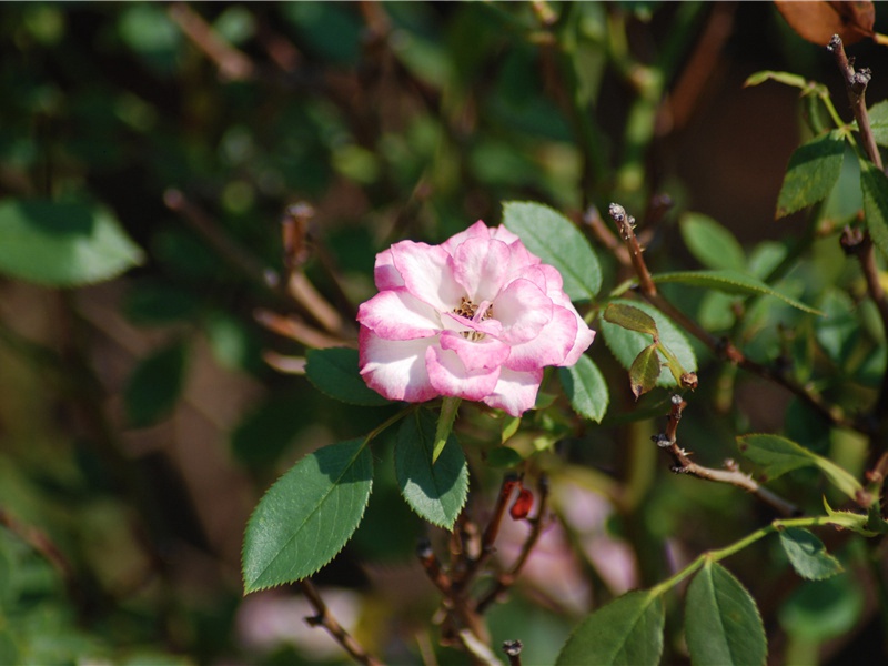 诸神与法老再生-破解金字塔之谜