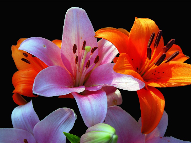 马王堆汉墓古尸-古墓尸体之谜