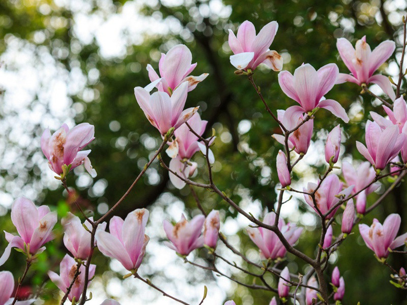 八大谜团-古墓地神奇魔力