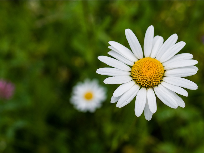 揭开印度次大陆之谜-印度文化之谜