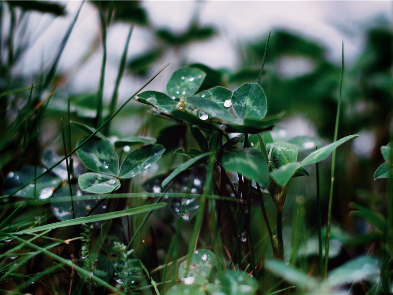 胡夫大金字塔-古埃及文化之谜