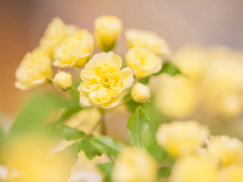 魔鬼杜勒古拉-神秘的力量