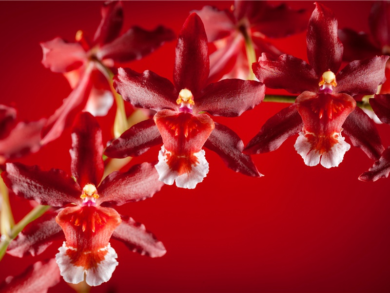 留作纪念的两枚银币-间谍的秘密行动