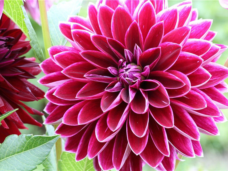 珍珠港的谍报员-间谍的秘密行动