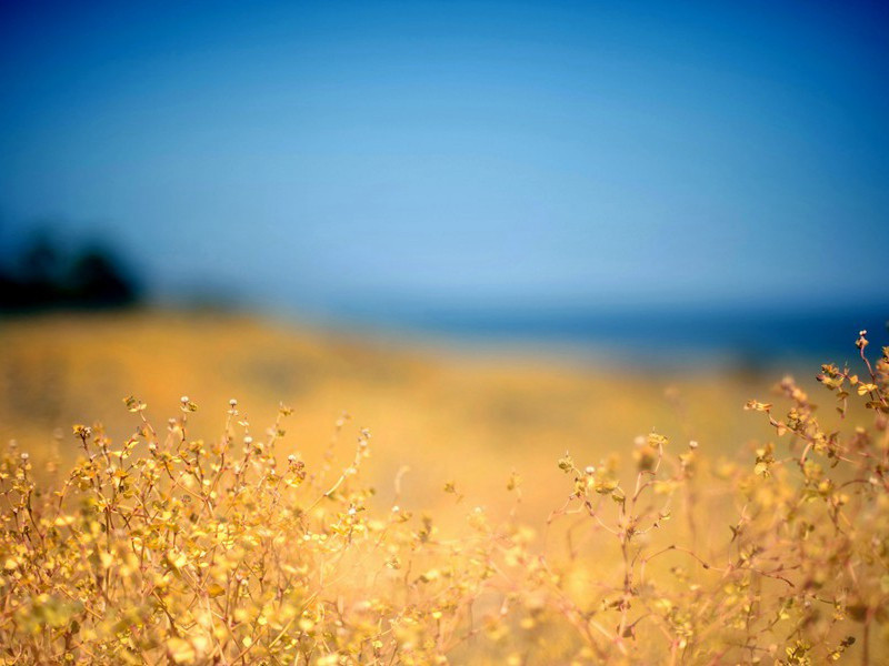 “干粮袋”的秘密-间谍的秘密行动