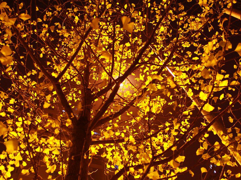 寻求刺激-格雷厄姆.格林