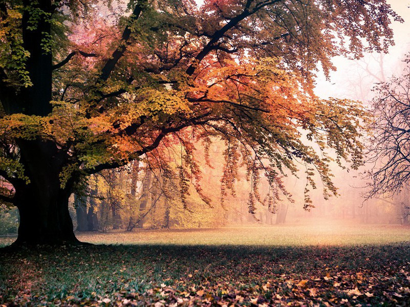 代号为“B”的奥地利人-约翰.宾厄姆