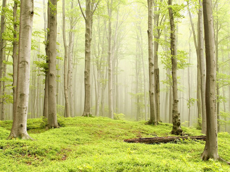 忠实的追随者-马尔科姆.莫格里奇