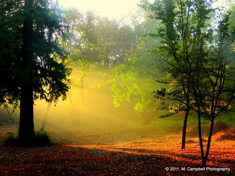 埃及应聘-马尔科姆.莫格里奇