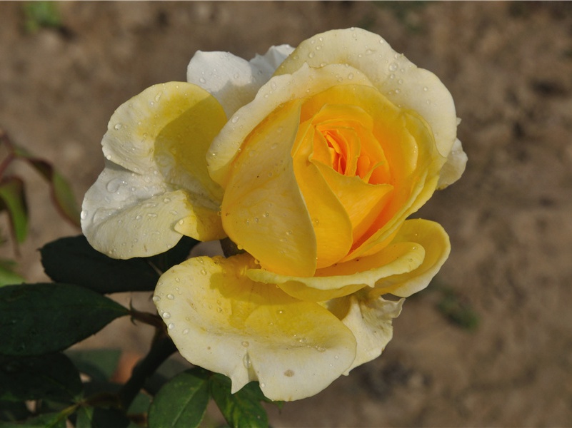 古钱图案传说-抒不尽的神秘文化