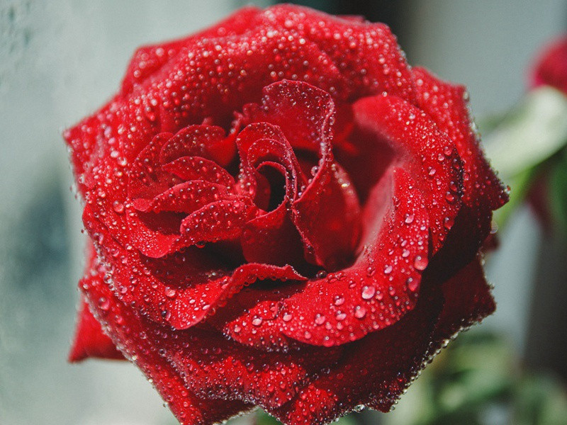 祸起《希腊旧事》-康普顿.麦肯齐