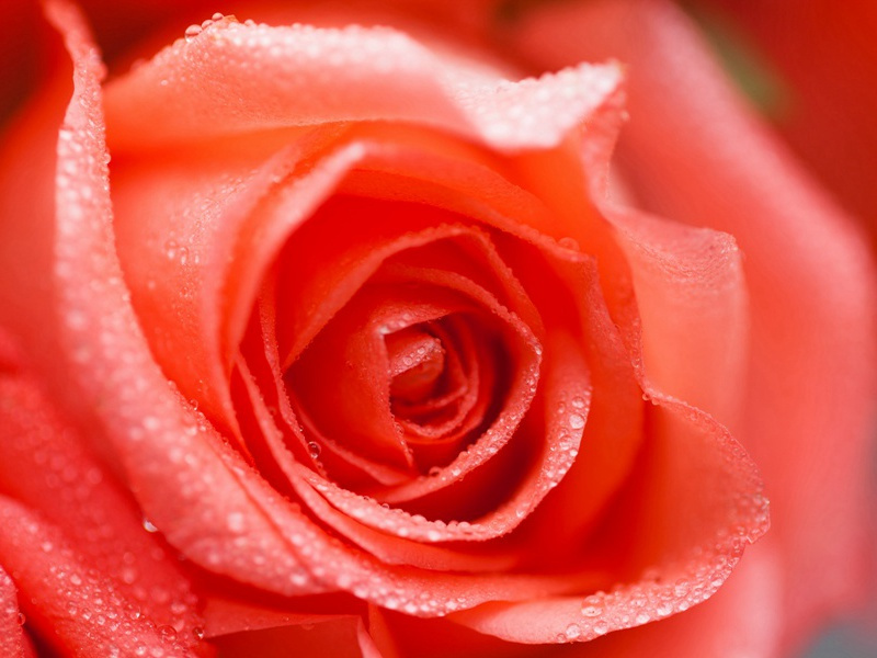 报复-康普顿.麦肯齐