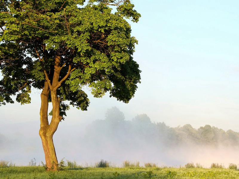 充当“内奸”-汤姆.德莱