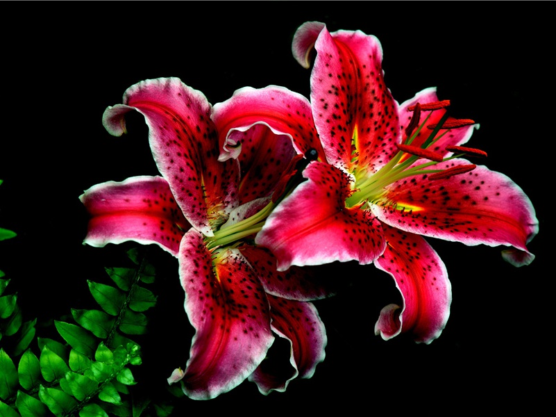 印加黄金之谜-抒不尽的神秘文化