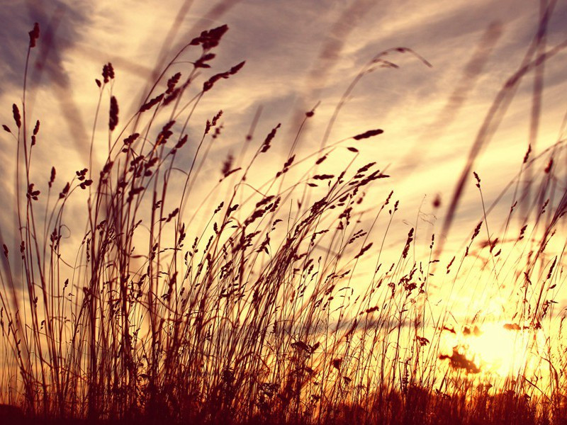 白宫的密令-霍华德.亨利