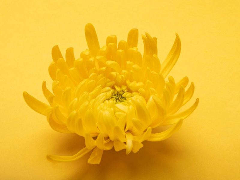 被出卖的人-霍华德.亨利