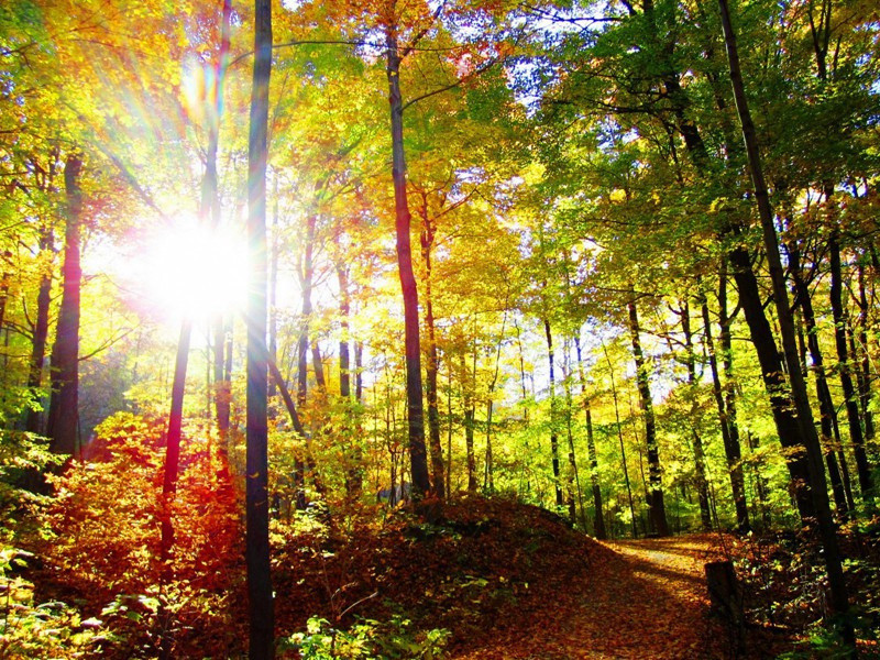 列宁签发的通行证-丹尼斯.惠特利