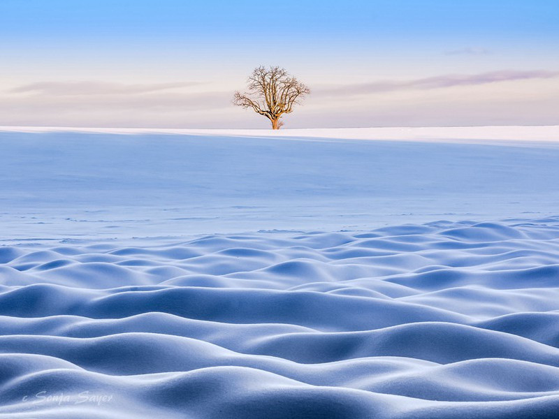 深入虎穴-菲尔比