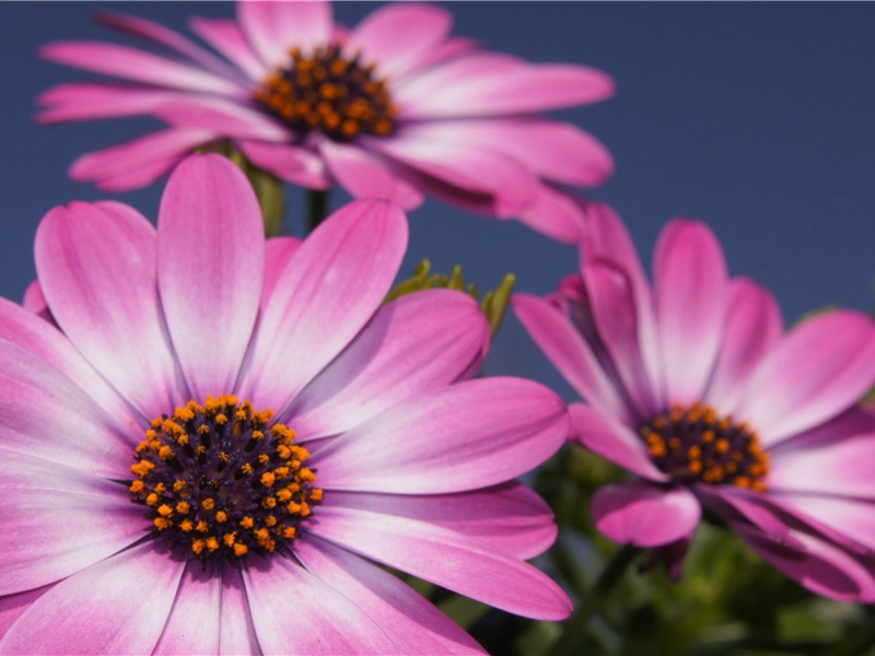 欧帕兹之谜-抒不尽的神秘文化