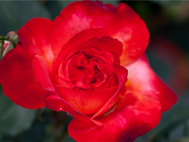 亚述国王征战秘事-古代世界战争悬案译