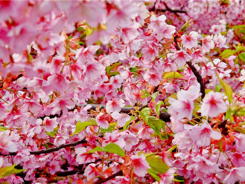 美洲唯一留下文字的民族-远古文化之谜