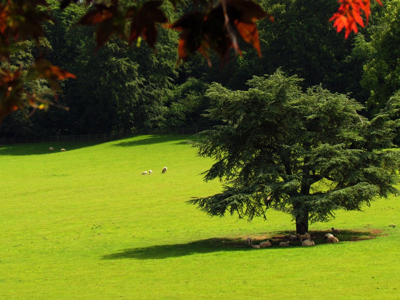 里希特霍芬的飞机是被谁击落的-第二次世界战争悬案破译