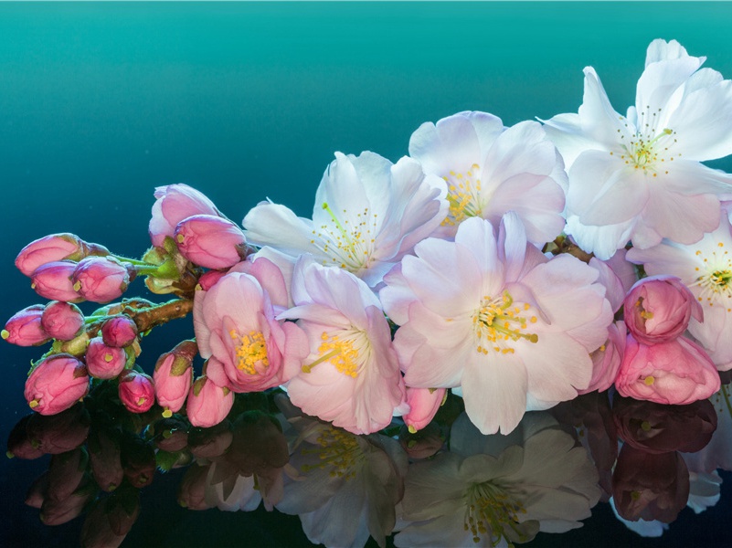 是谁教会了玛雅人历法-远古文化之谜