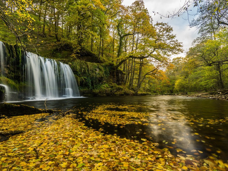 人鸟战争之谜-第二次世界战争悬案破译