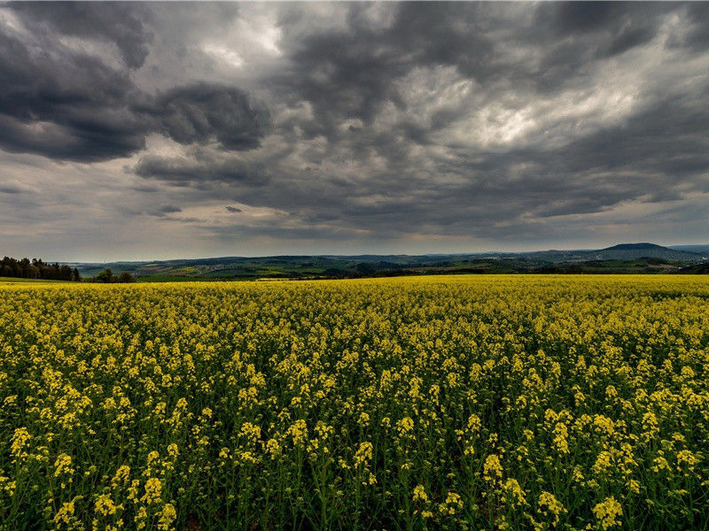 玛雅人为何抛弃了文明-远古文化之谜