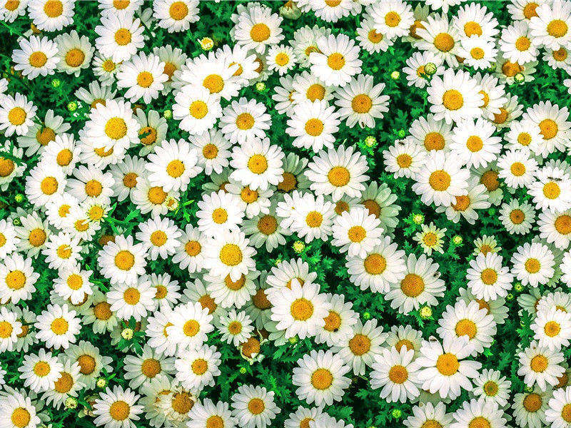 奥梅克文化之谜-远古文化之谜