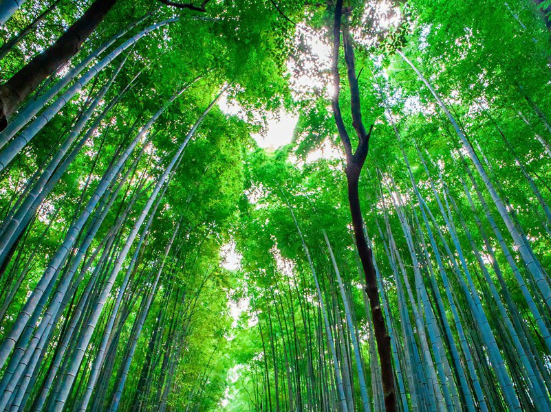 神秘的屠牛事件-UFO与人类过招的奇闻怪事