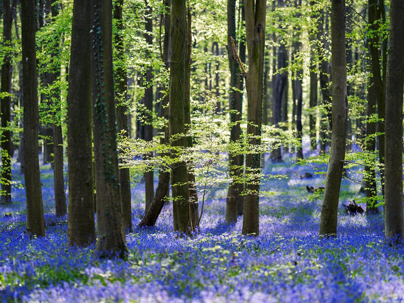 田野里的怪图是UFO所画吗-UFO对地球的改造