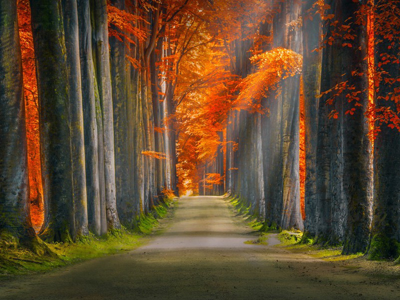 60具外星人尸体之谜-人类应对UFO之计划