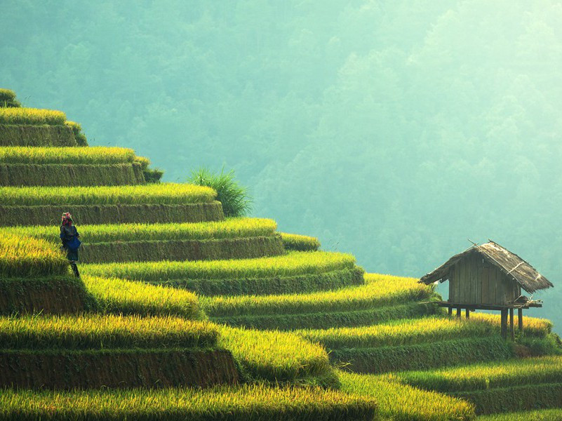 人体中神秘的胰岛-趣味人体