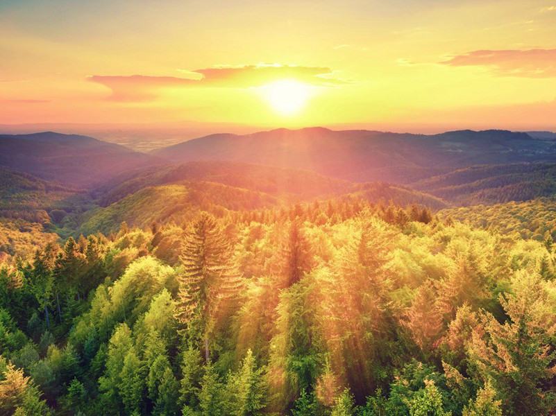 花香为何能治病-趣味人体