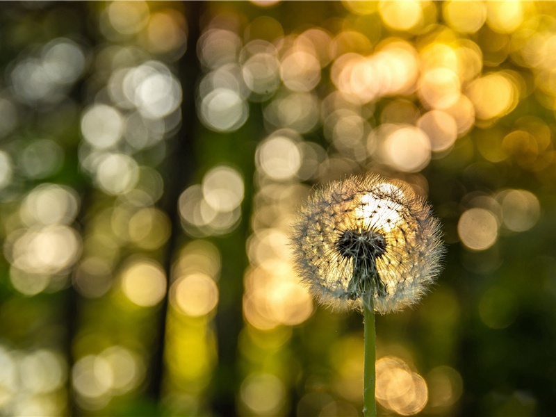 药材中掘出了无价之宝-中国文化之谜