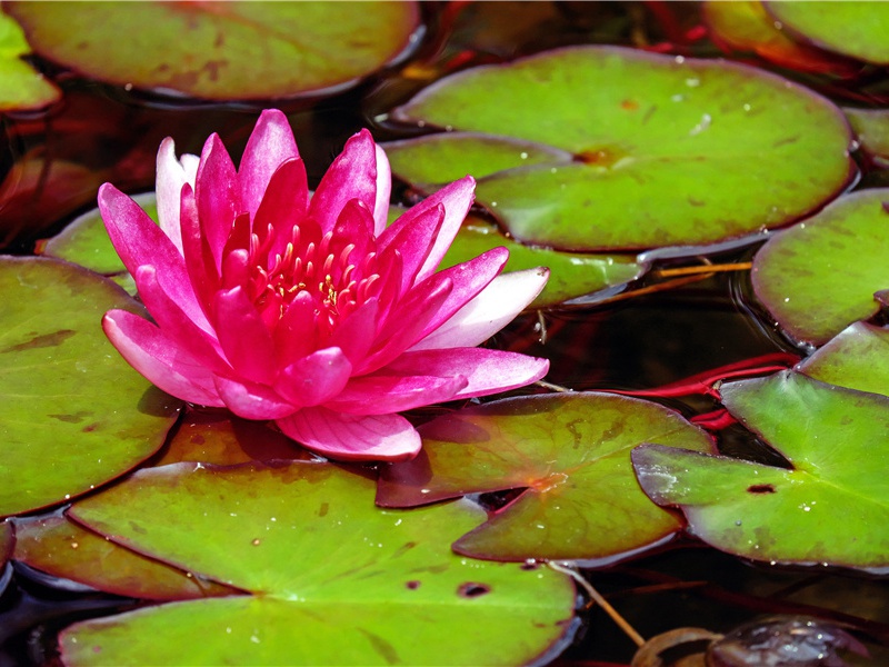 包罗万象的千古亚书-中国文化之谜