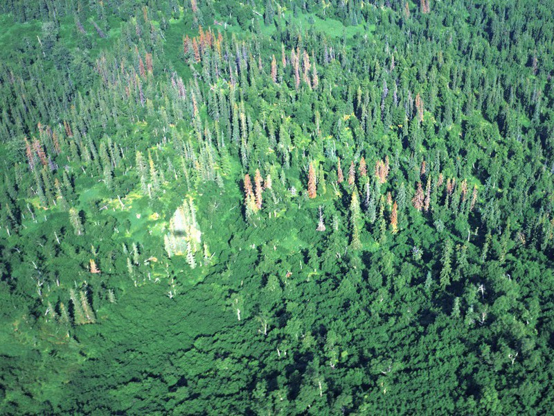 白痴天才之谜-世间奇人异事