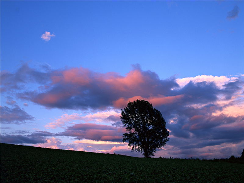国内的例子-世间奇人异事