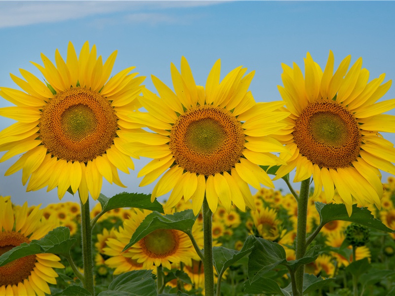 印度和尚也会念中国经吗？-中国文化之谜