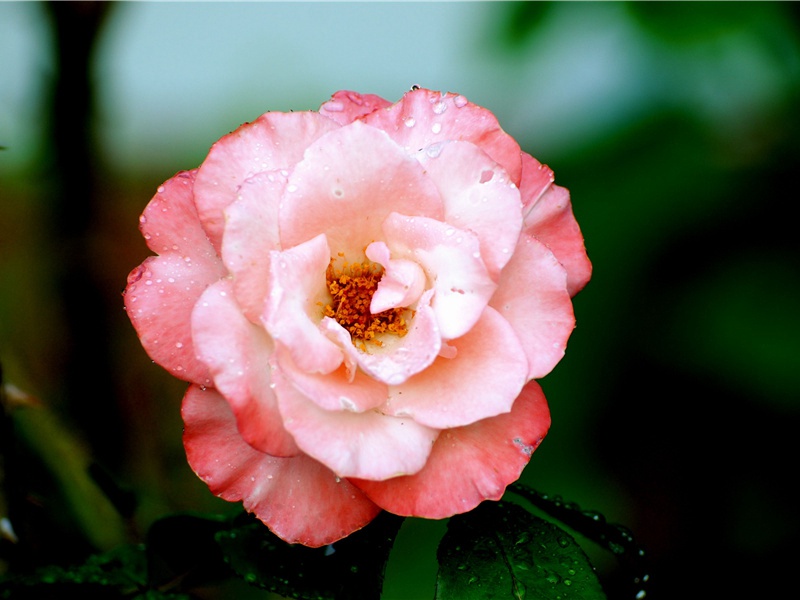 不见不散的情人灯-中国文化之谜