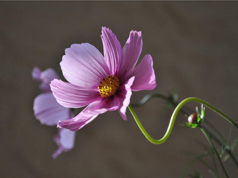 惊世骇俗的人蛇之恋-中国文化之谜