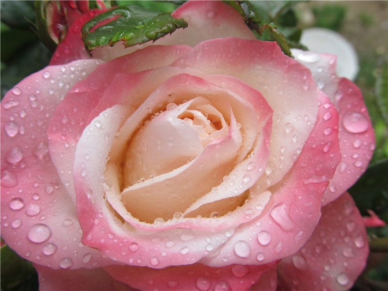 谁是天下武林正宗？-中国文化之谜