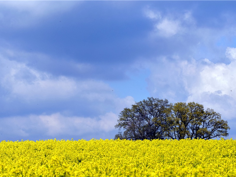 难倒韩愈的石鼓文-中国文化之谜